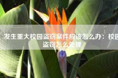 发生重大校园盗窃案件应该怎么办:校园盗窃怎么处理